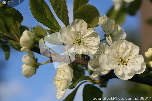 Image of Plum Bloom