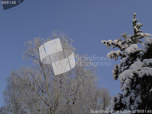 Image of Snow on trees tops 
