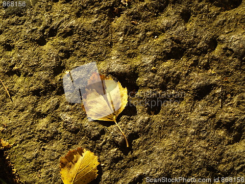 Image of dry leafs on stone