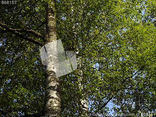 Image of birches at spring