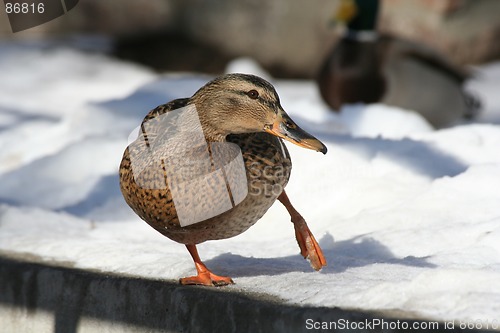 Image of Duck