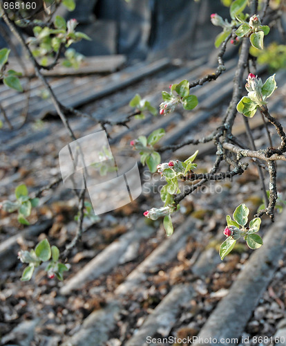 Image of A branch of apple
