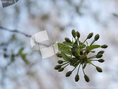 Image of Flower buds on a branch