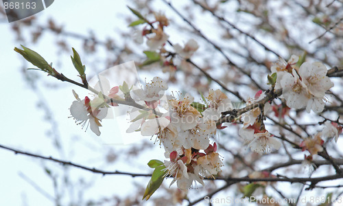 Image of Flowering tree branches