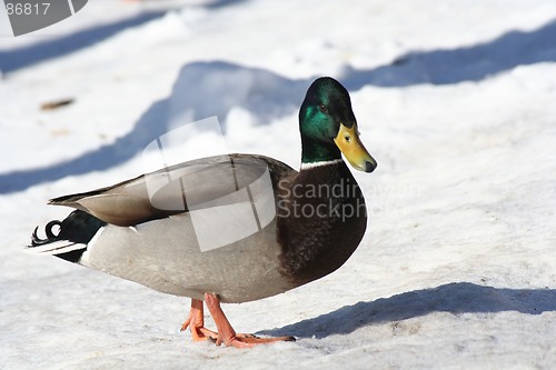 Image of Duck