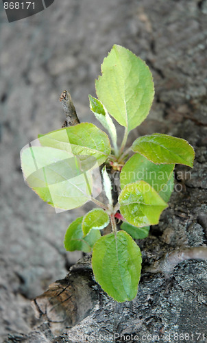 Image of Branch with leaves, spring