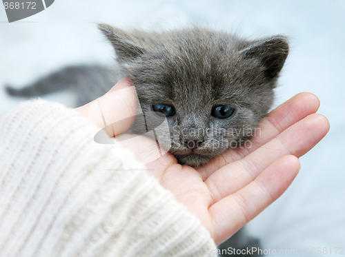 Image of Gray kitten in her hand