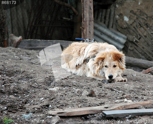 Image of Guard dog