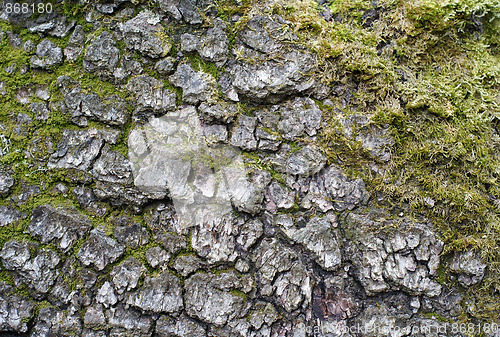 Image of rind of an old tree 