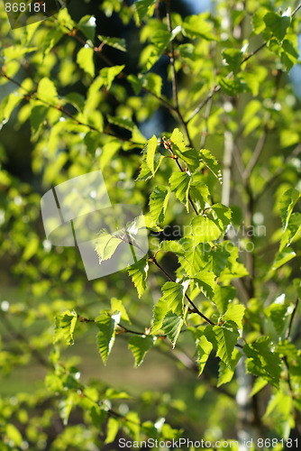 Image of leaves of a birch tree