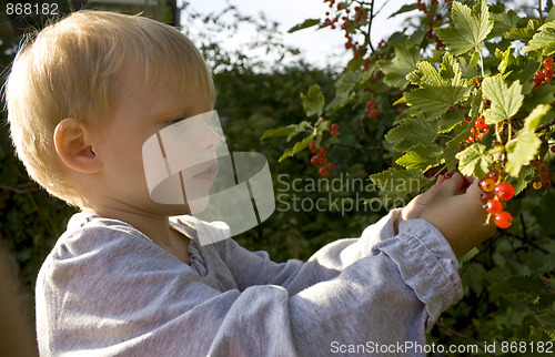 Image of Child picking berries