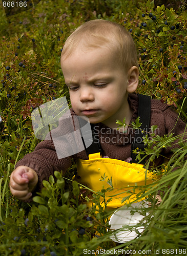 Image of Child picking berries