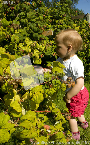 Image of Child picking berries