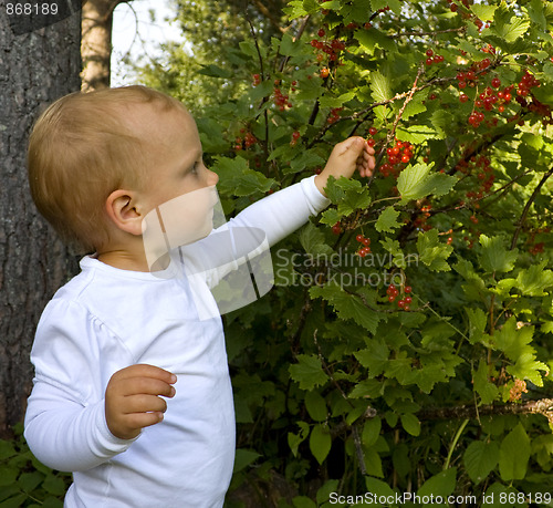 Image of Child picking berries