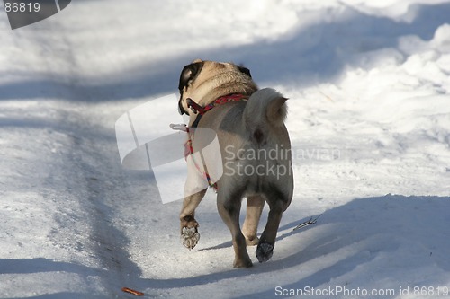 Image of Dog in Walk