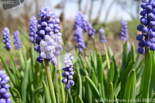 Image of Flower