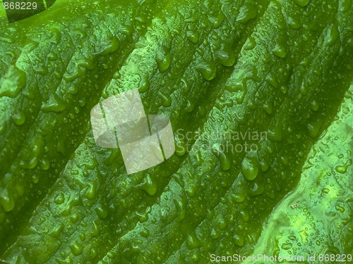 Image of Gunnera