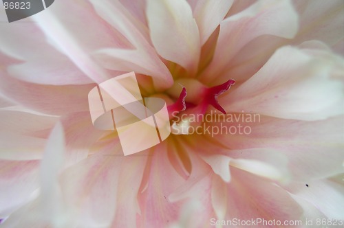 Image of Pink Peony