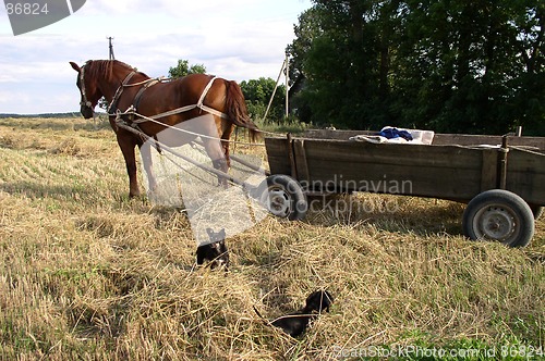 Image of Haymaking