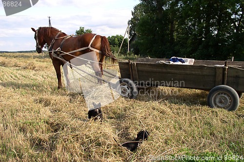 Image of Haymaking