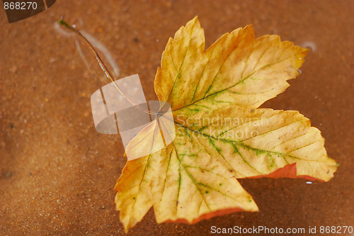 Image of autumn leaves floating in the water
