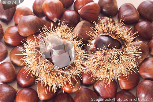 Image of chestnut burs