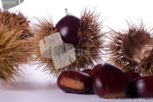 Image of chestnut burs