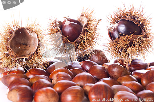 Image of chestnut burs