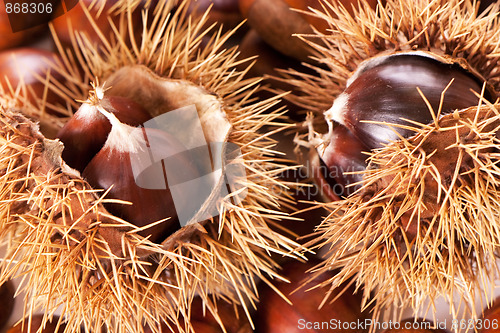 Image of chestnut burs
