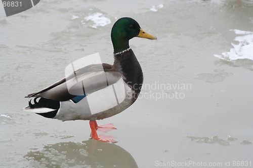 Image of Duck