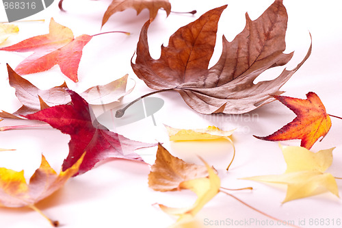 Image of autumn leaves