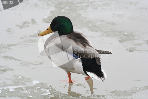 Image of Duck