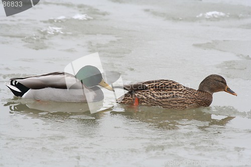 Image of Ducks