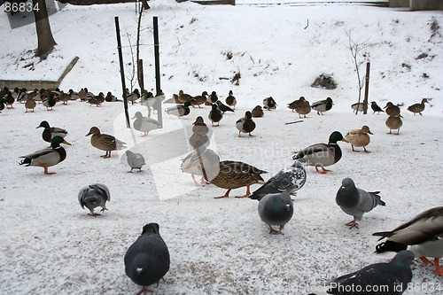 Image of Ducks