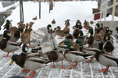 Image of Ducks