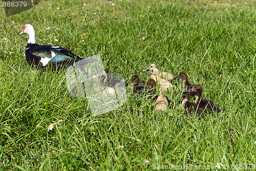 Image of Muscovy Duck Family