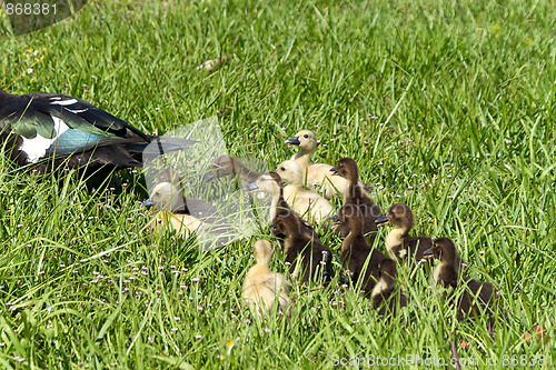 Image of Muscovy Ducklings