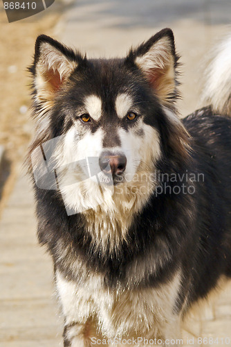 Image of Alaskan Malamute dog