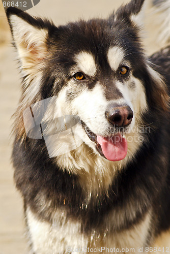 Image of Alaskan Malamute dog