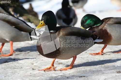 Image of Ducks