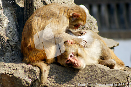 Image of monkey catch lice