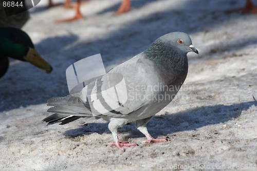 Image of Pigeon