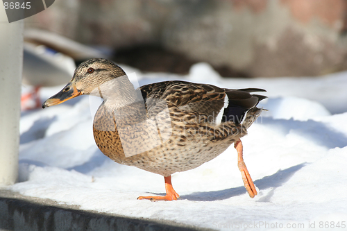 Image of Duck