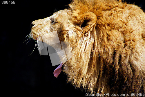 Image of Lion open big mouth