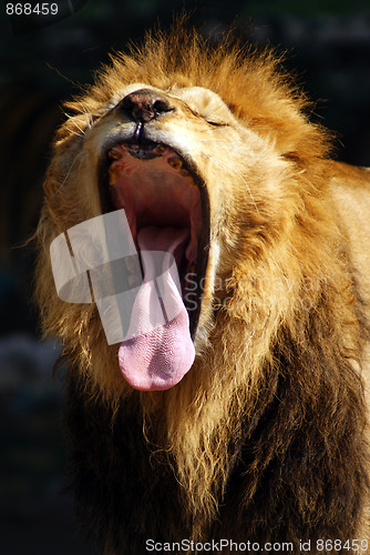 Image of Lion open big mouth