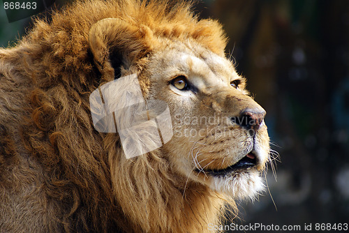 Image of Lion open big mouth