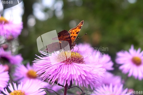 Image of Butterfly on a Flower