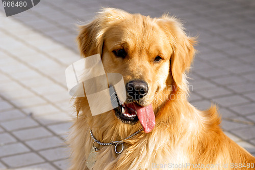 Image of Golden Retriever 