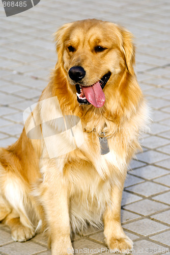 Image of Golden Retriever 