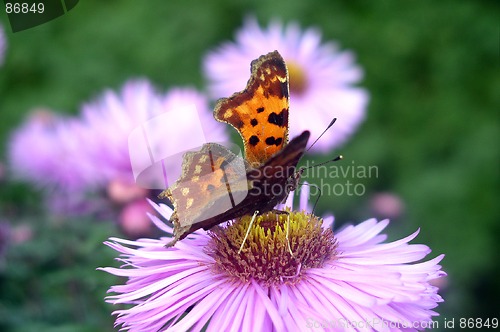 Image of Butterfly on a Flower